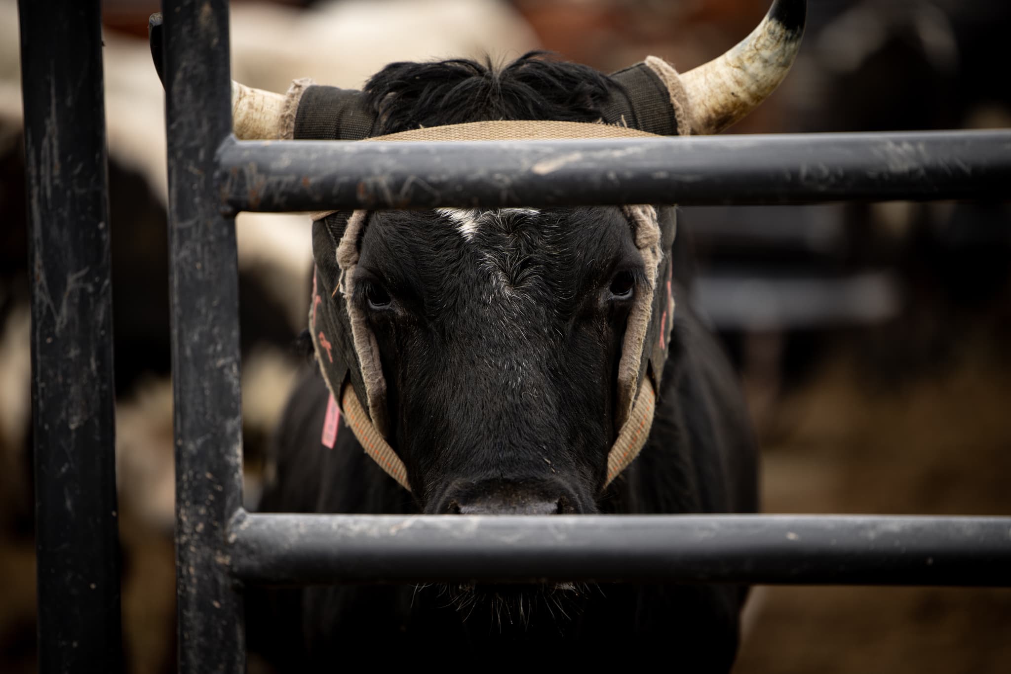 NFR Steers