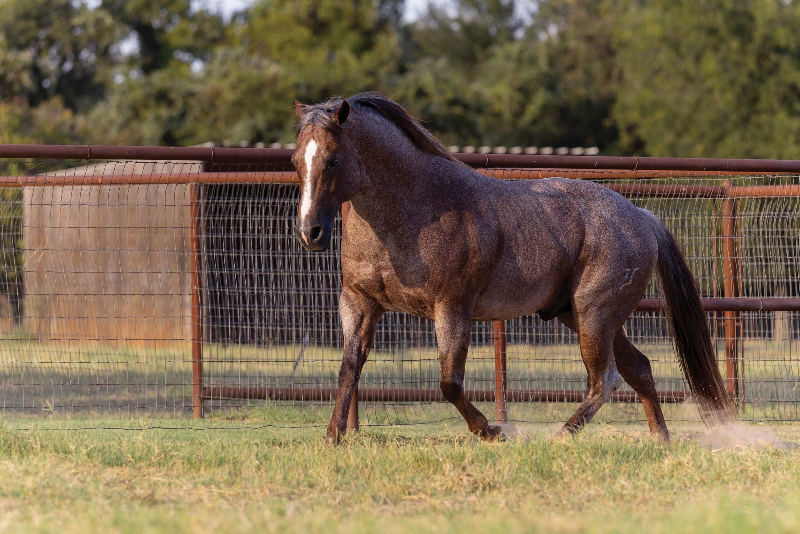 Bay horse with white blaze standing in profile in dirt pen with metal fencing and trees in background