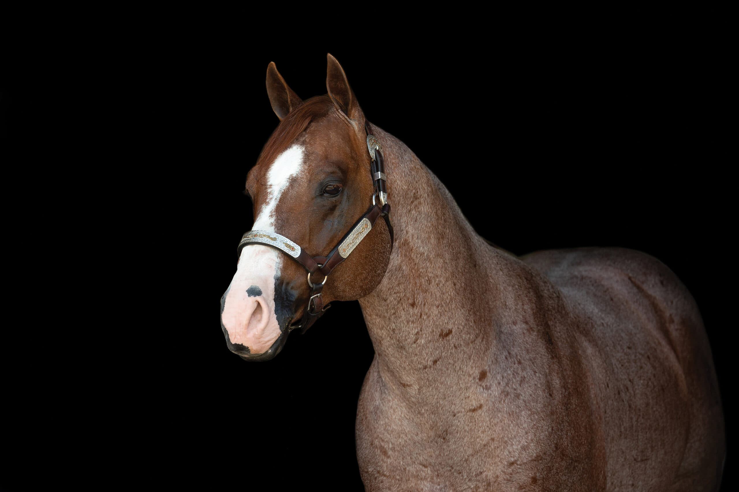 Red roan Quarter Horse with a wide blaze wearing a silver-mounted show halter, photographed against a black background