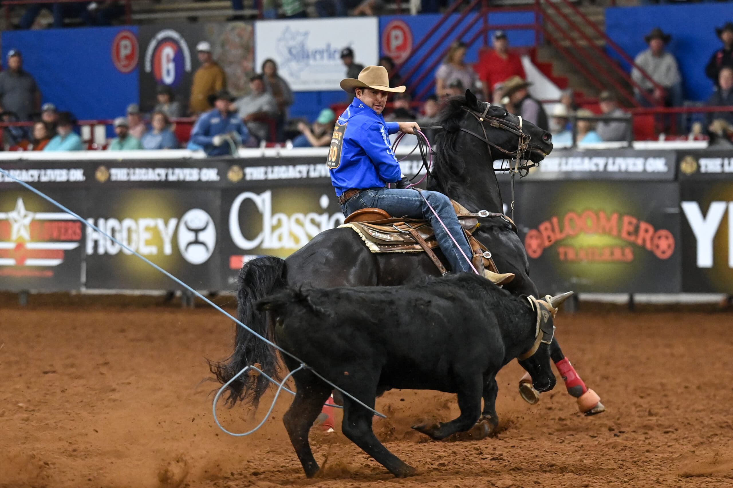 Header roper in a blue shirt and tan hat looks back from his black horse as a roped steer runs alongside in the arena
