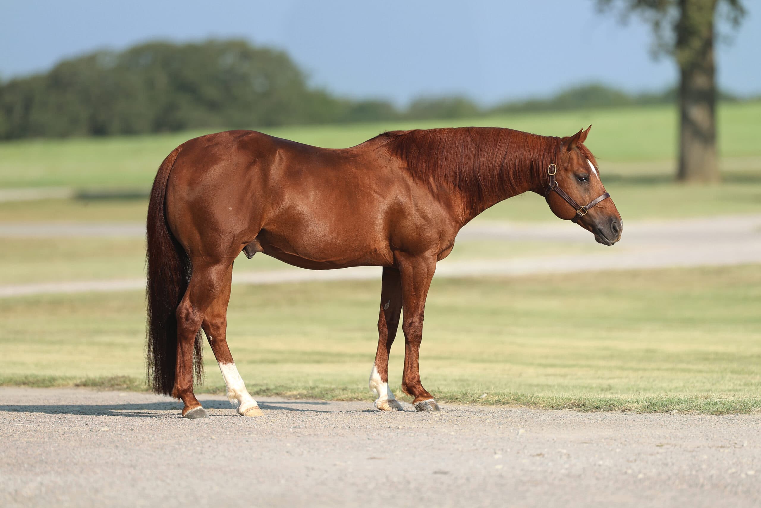 Chestnut horse with darker mane and tail standing in square stance on dirt road with pastoral landscape and trees behind