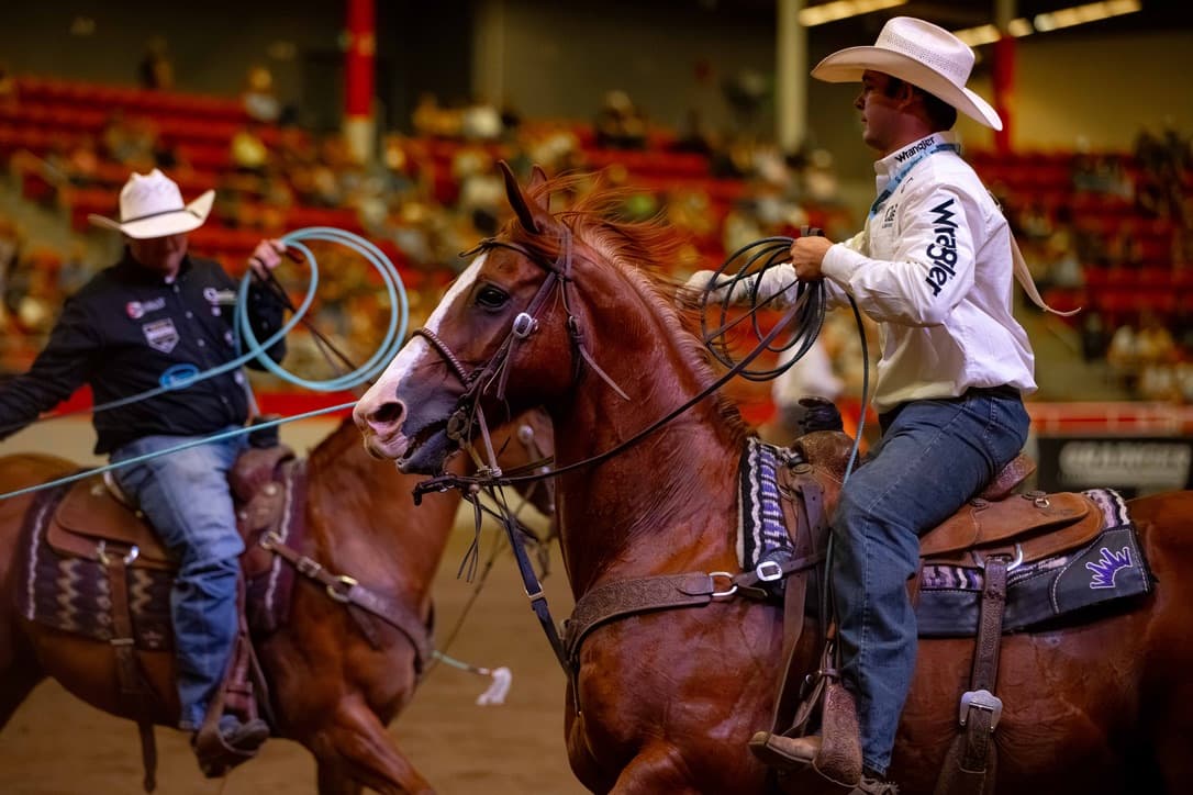 Team ropers on horseback compete in an indoor arena during a rodeo event, with one rider holding a lasso while the other prepares to rope