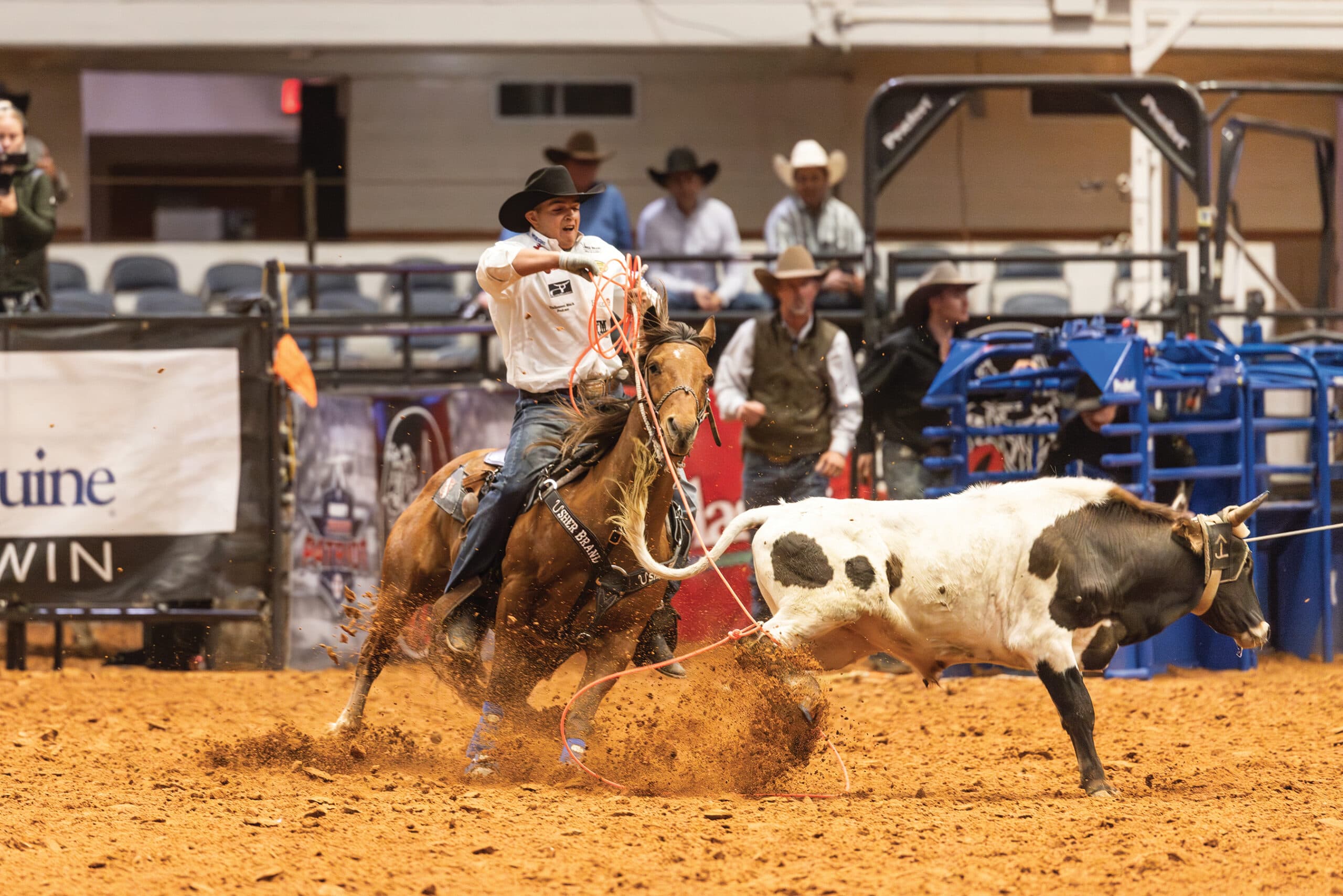 Cowboy on brown horse roping white and black steer during rodeo competition in indoor arena with spectators in bleachers