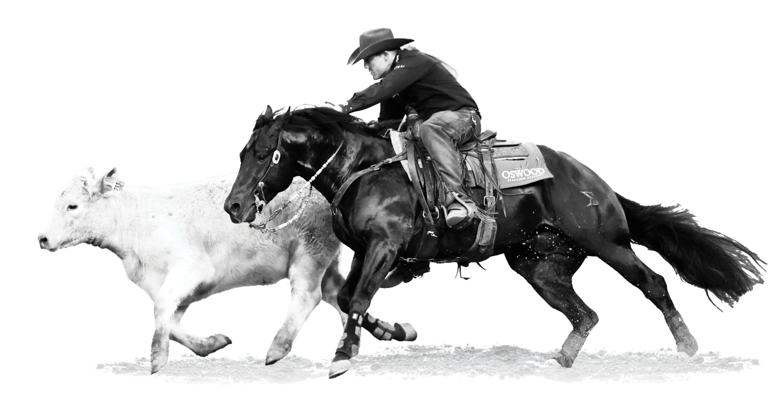 Cowboy in chaps and cowboy hat works a white calf aboard a dark cutting horse with an Oswood Stallion Station saddle pad