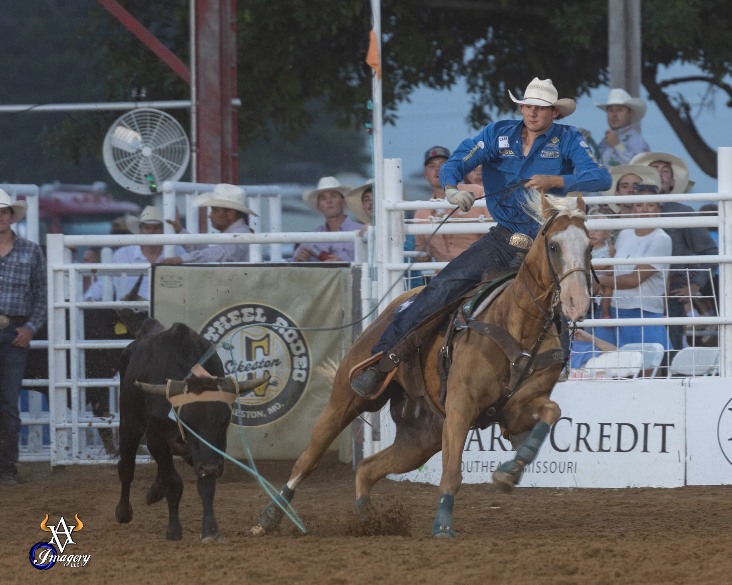 Roper on brown horse lassoing black steer during breakaway roping event at rodeo arena with spectators in grandstand