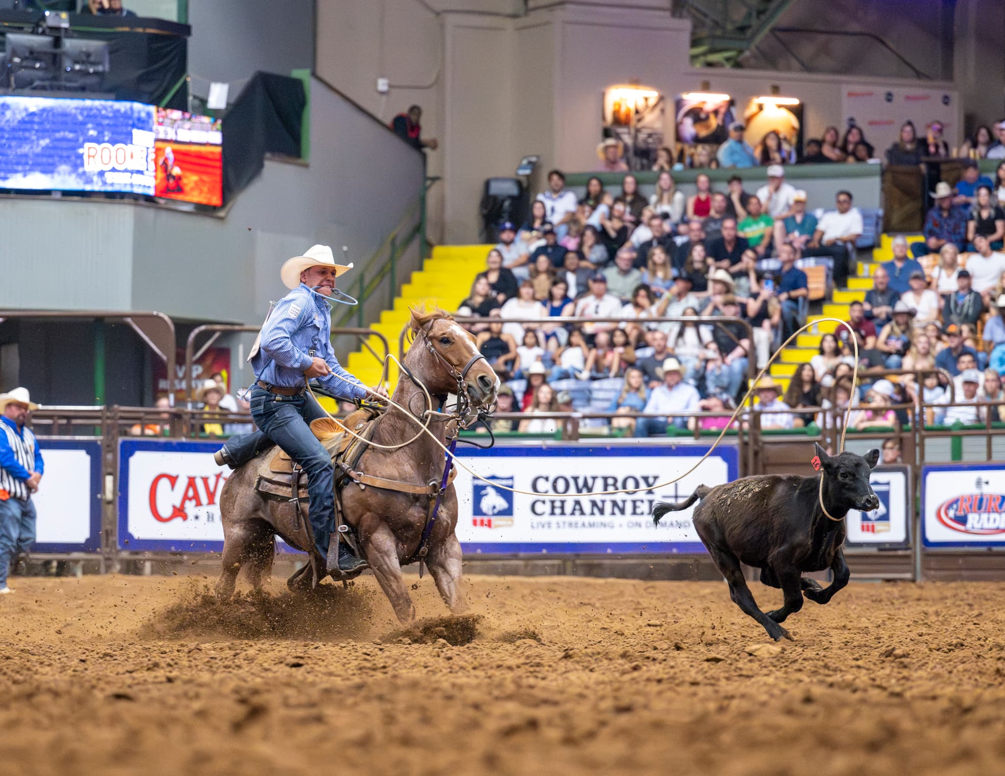 Gio Piloto dismounts to tie a calf during the 2024 Resistol Rookie Roundup.