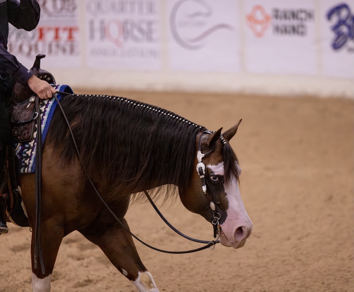 Bay horse with banded mane, blaze and blue eye traveling low-headed on a draped rein in a Western show arena