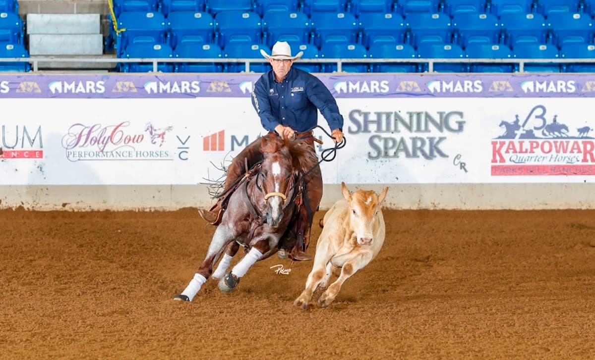 Cutting horse rider in a white cowboy hat and blue shirt works a pale calf in a sponsor-lined arena