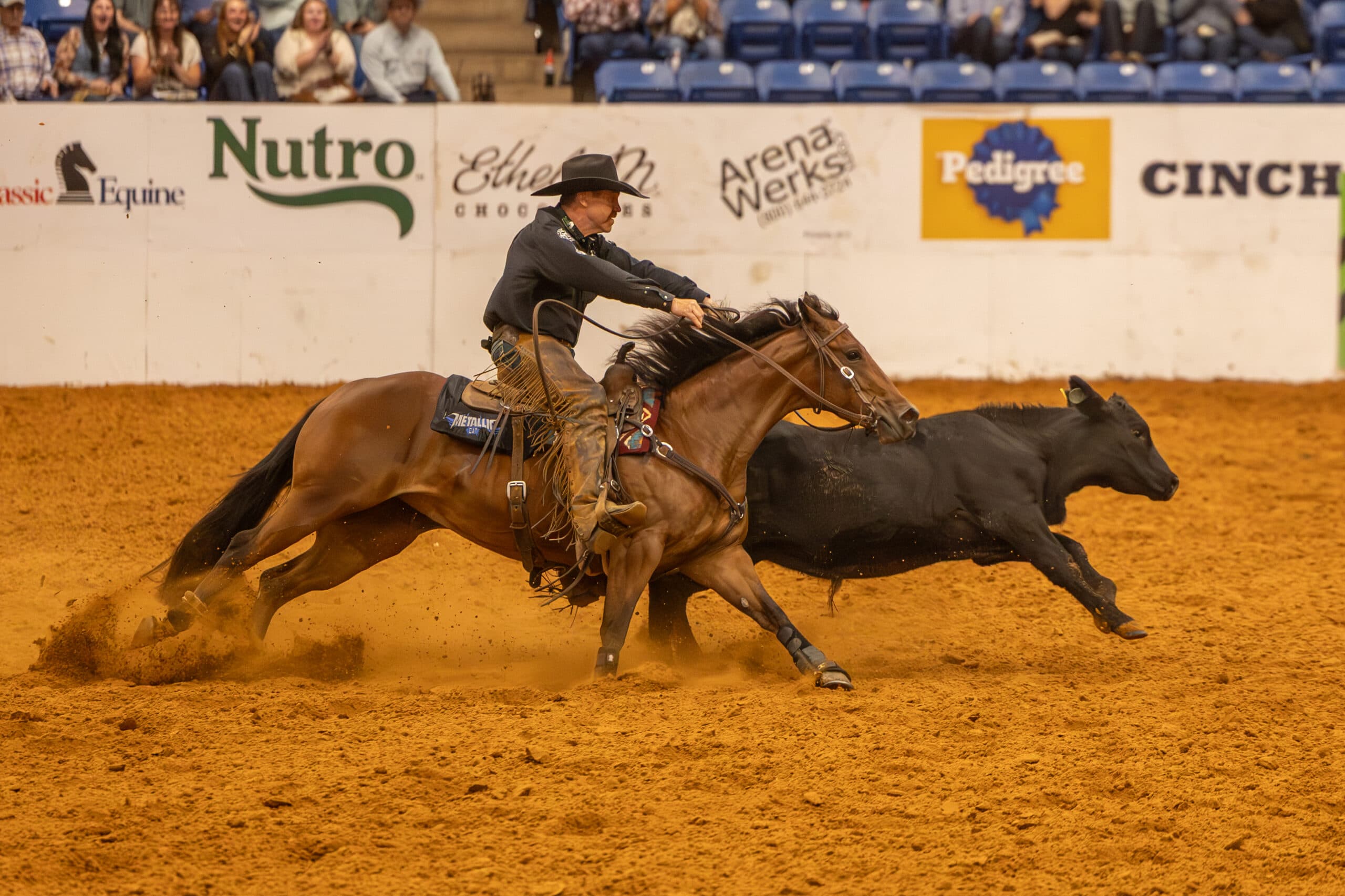 Cowboy in black hat and chaps rides a bay horse hard alongside a black steer in a dirt arena, kicking up sand