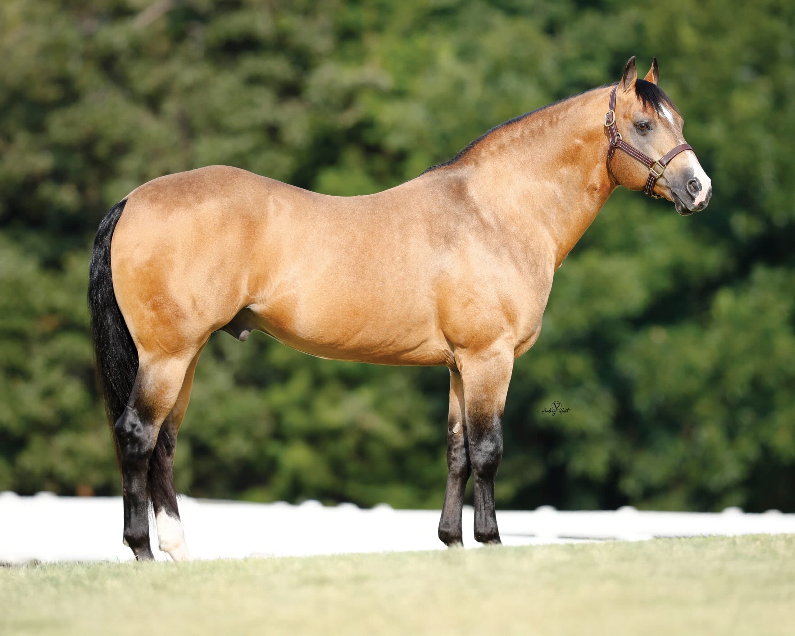 Buckskin horse with black mane and tail standing in square conformation stance facing right, wearing halter