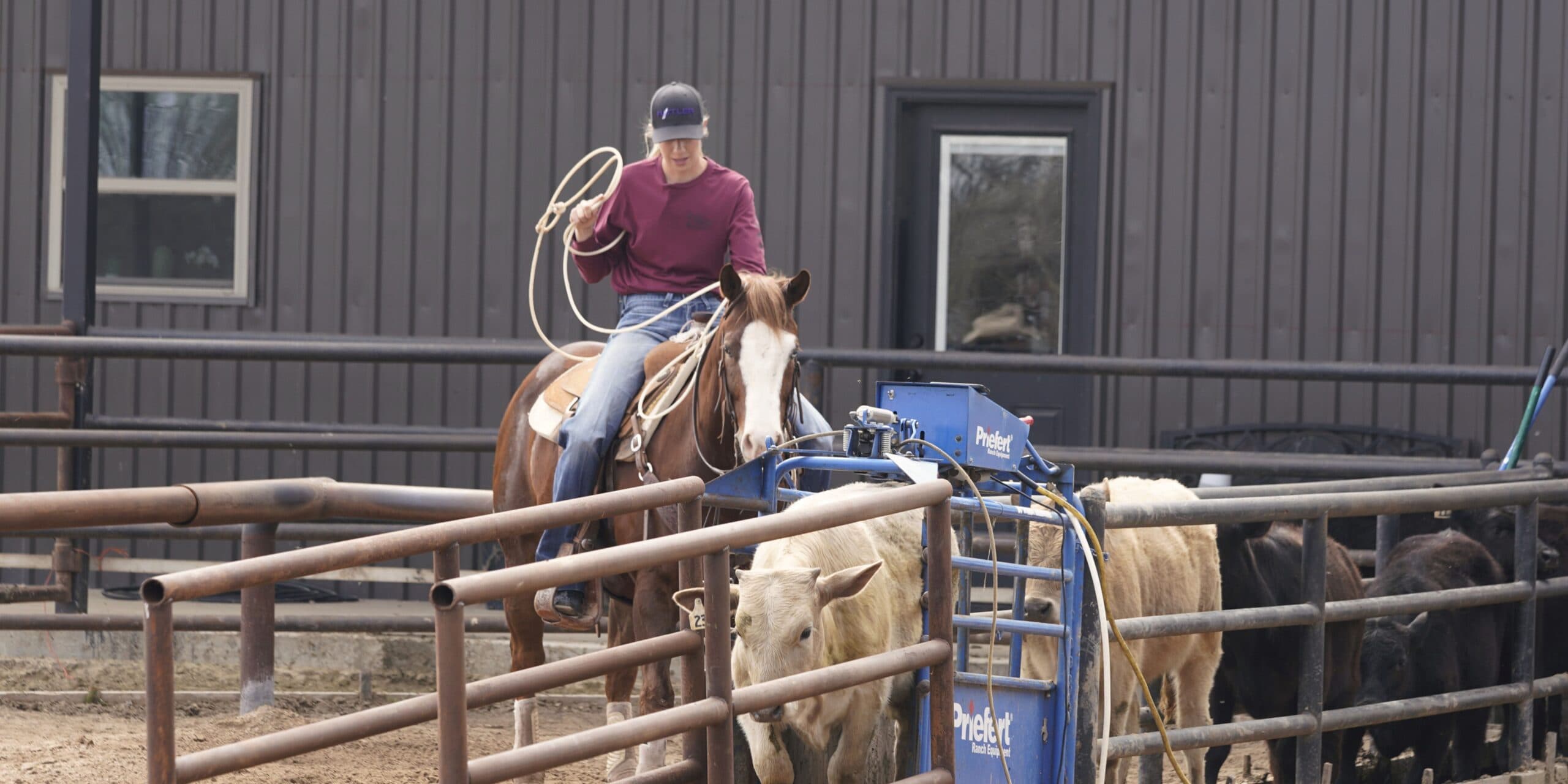 Roper in a maroon shirt and ball cap swings a loop from horseback beside a cattle chute and pen of calves