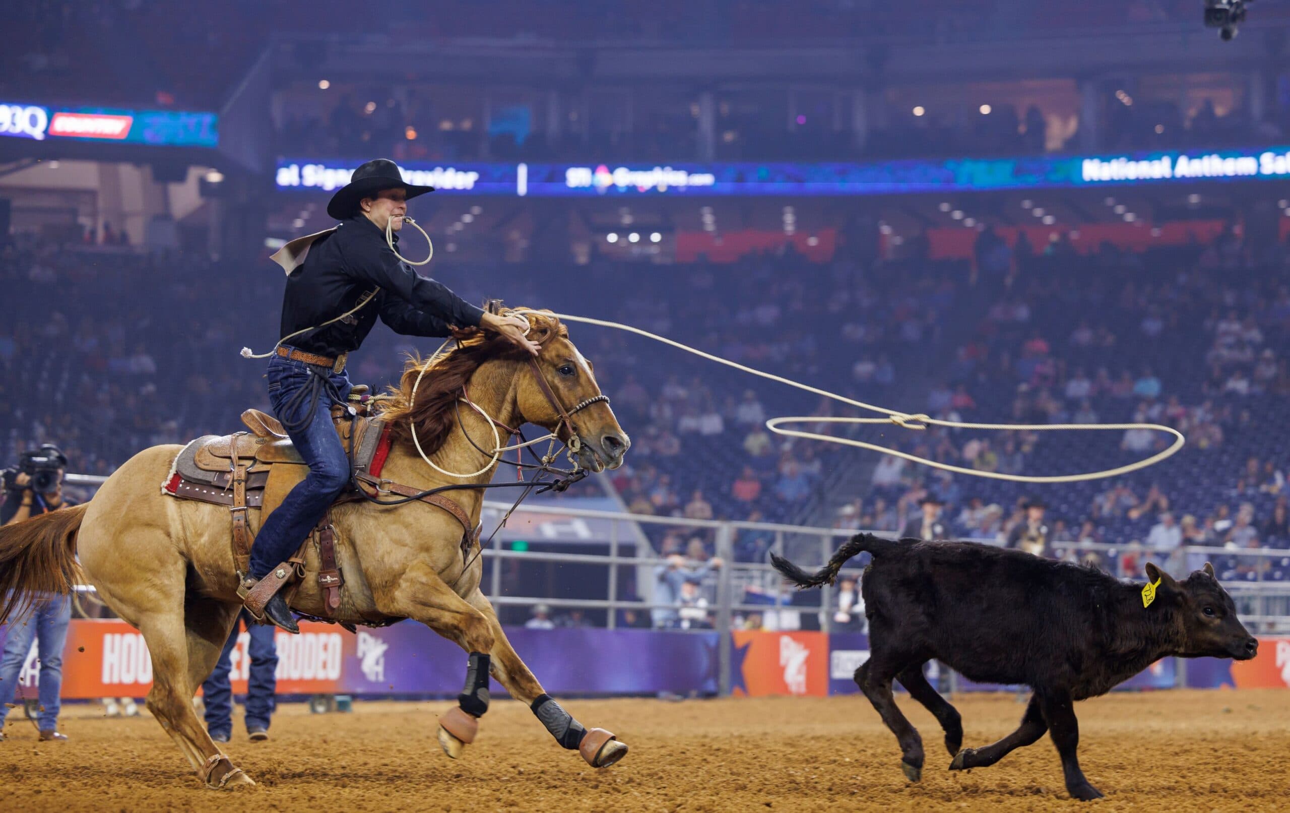 Tie-down roper on a palomino horse throws his loop toward a black calf running across the arena in a packed indoor rodeo