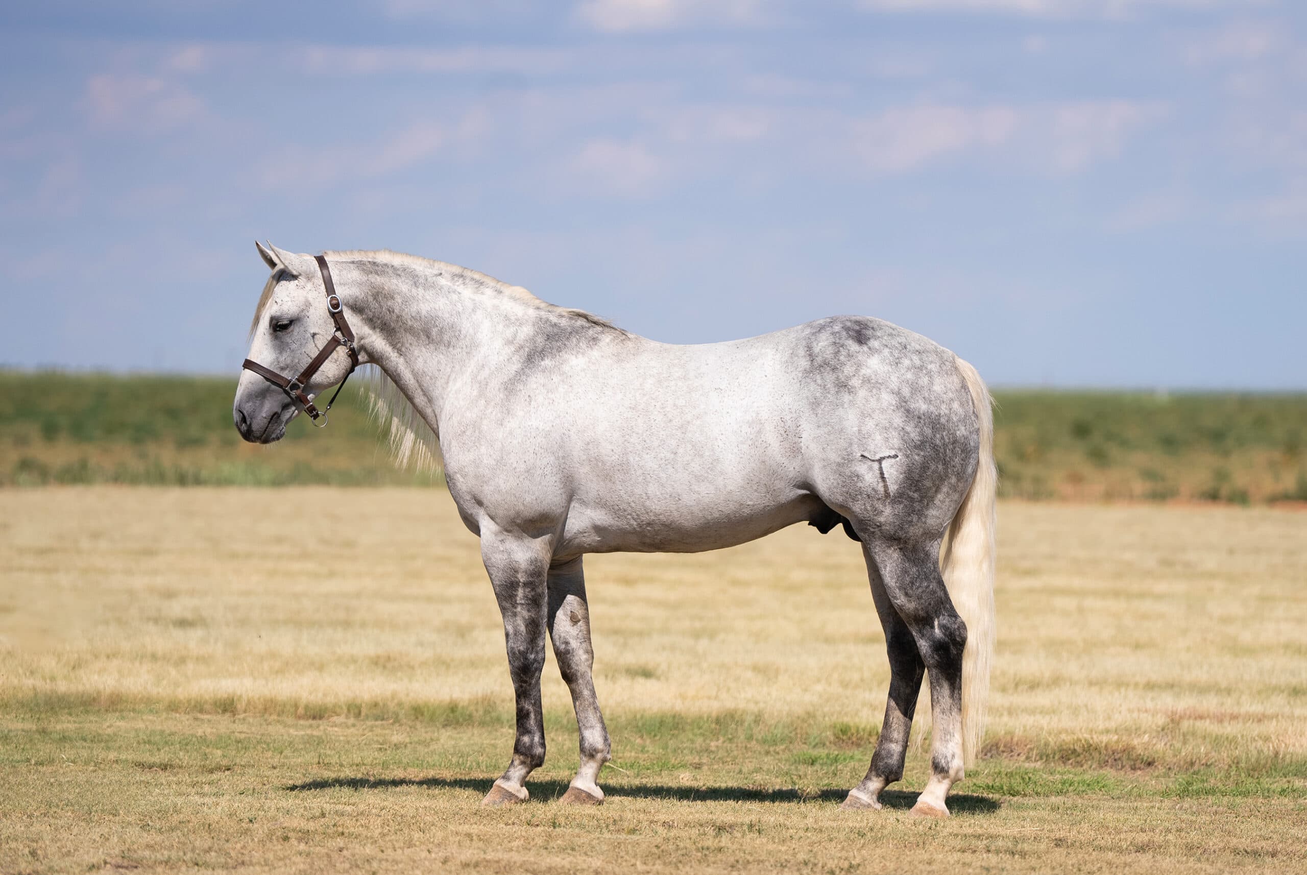 Dapple gray stallion in a leather halter standing squarely in a grassy pasture under a blue sky