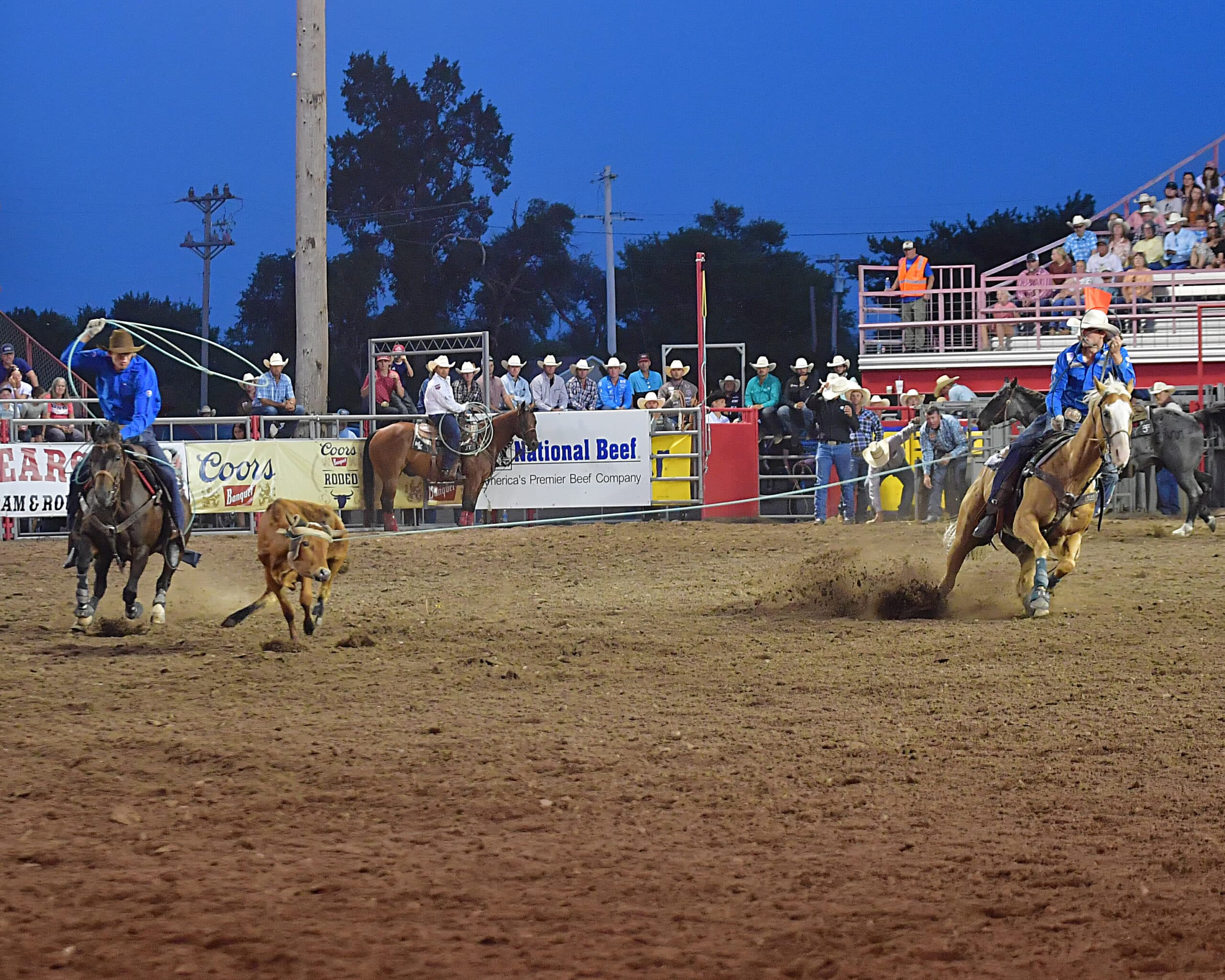 Team ropers on horseback chase a steer across a dirt arena at a rodeo, with spectators watching from bleachers under evening sky