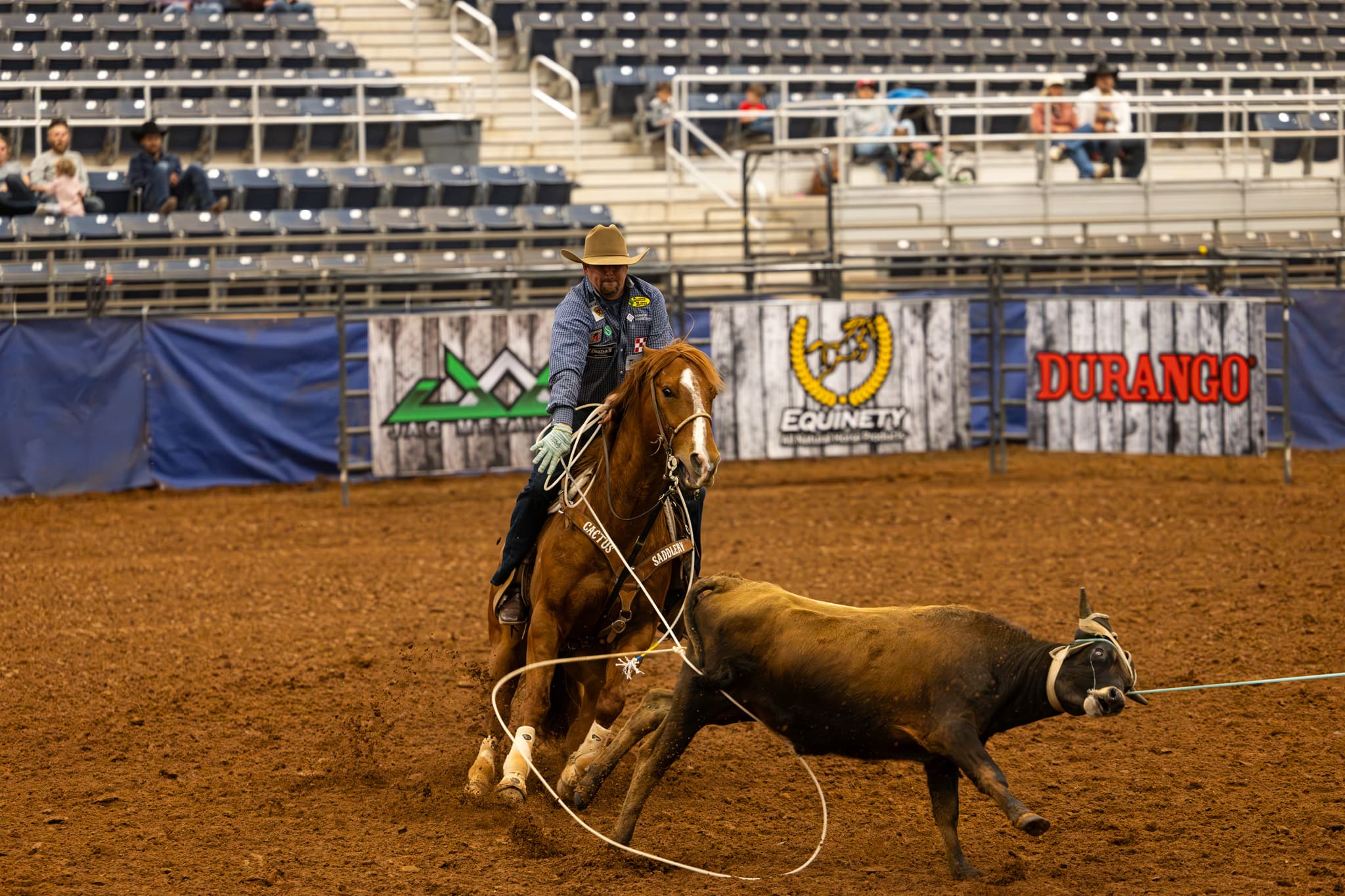 Roper on chestnut horse roping black steer during rodeo competition at Durango arena with spectators in bleachers behind