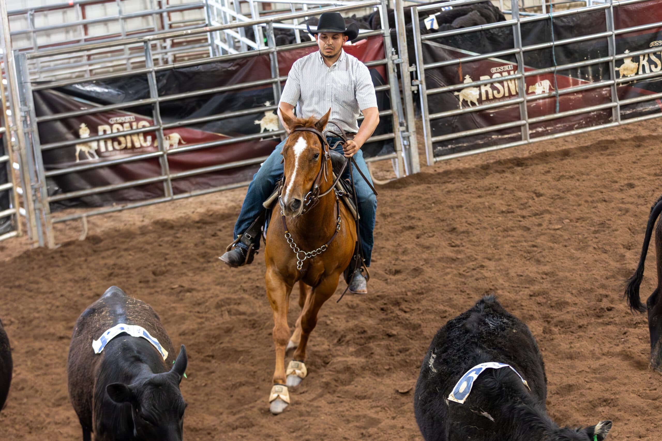 Cowboy in a black hat rides a sorrel horse toward numbered black cattle during a ranch sorting run at an indoor arena