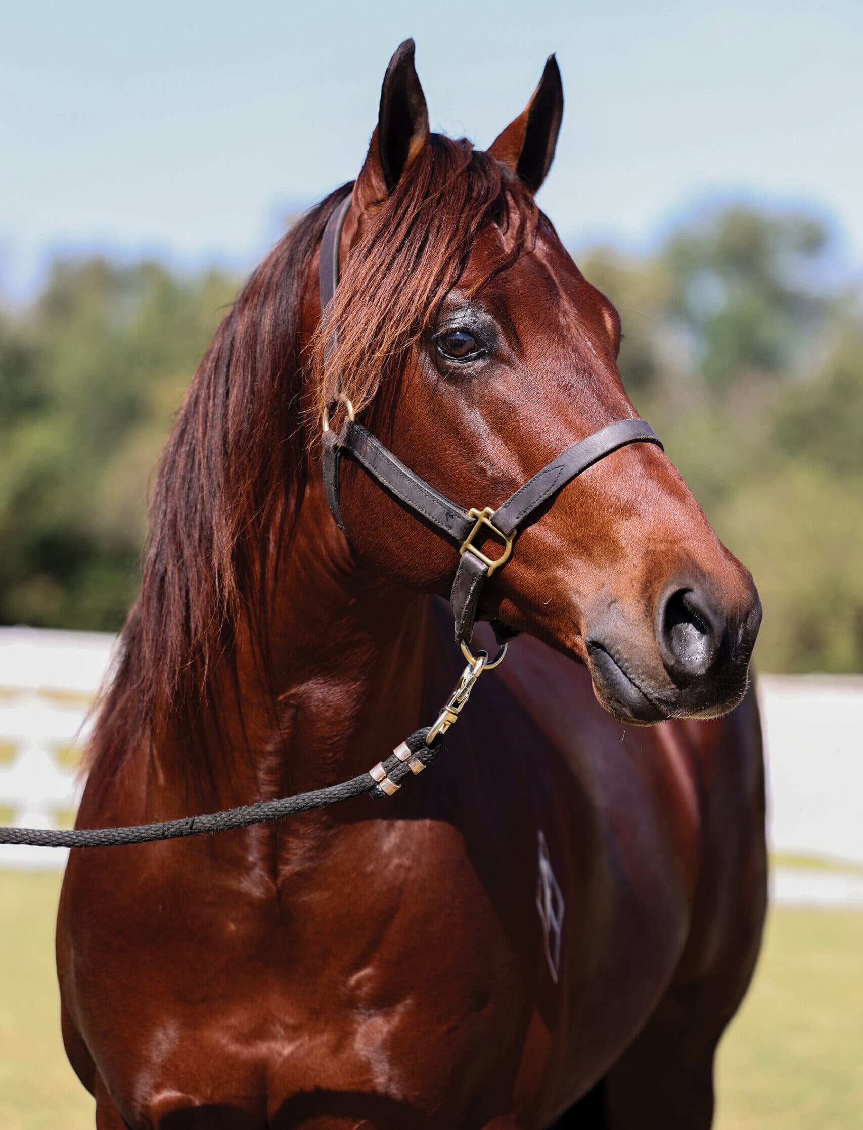 Head and neck portrait of a sorrel stallion in a leather halter with lead rope, standing outside by a white fence