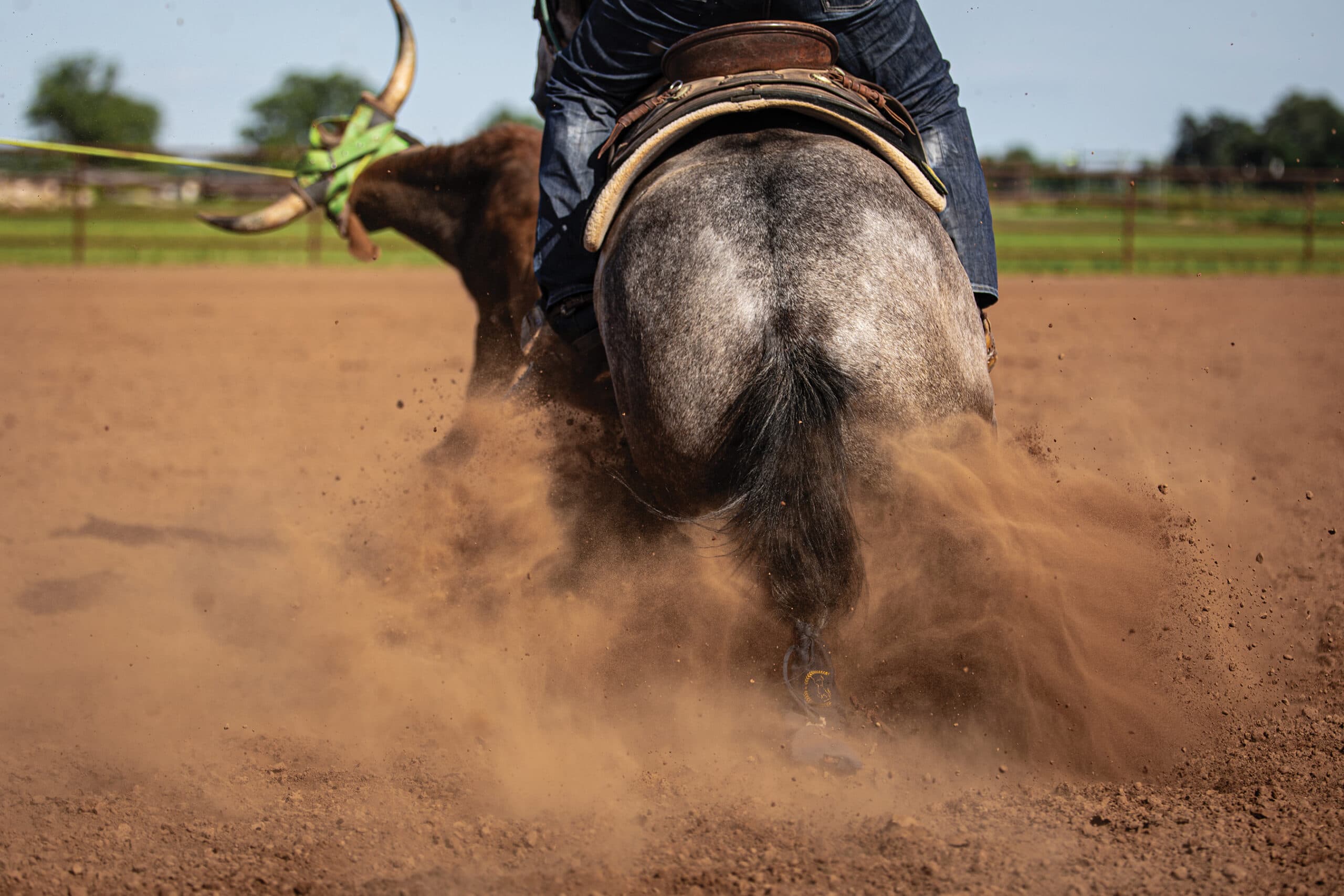 Rear view of a gray horse and roper kicking up a cloud of dust as they turn a steer with a green roping dummy in an arena