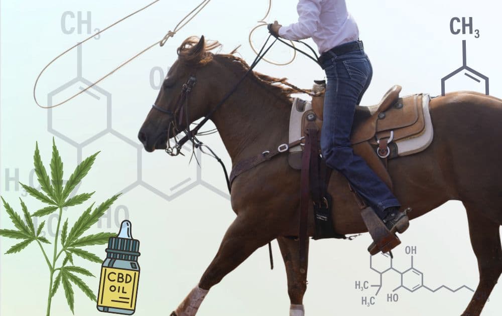 Roper riding a sorrel horse in a western saddle coils a rope, overlaid with hemp leaves, a CBD oil bottle and cannabinoid molecule diagrams