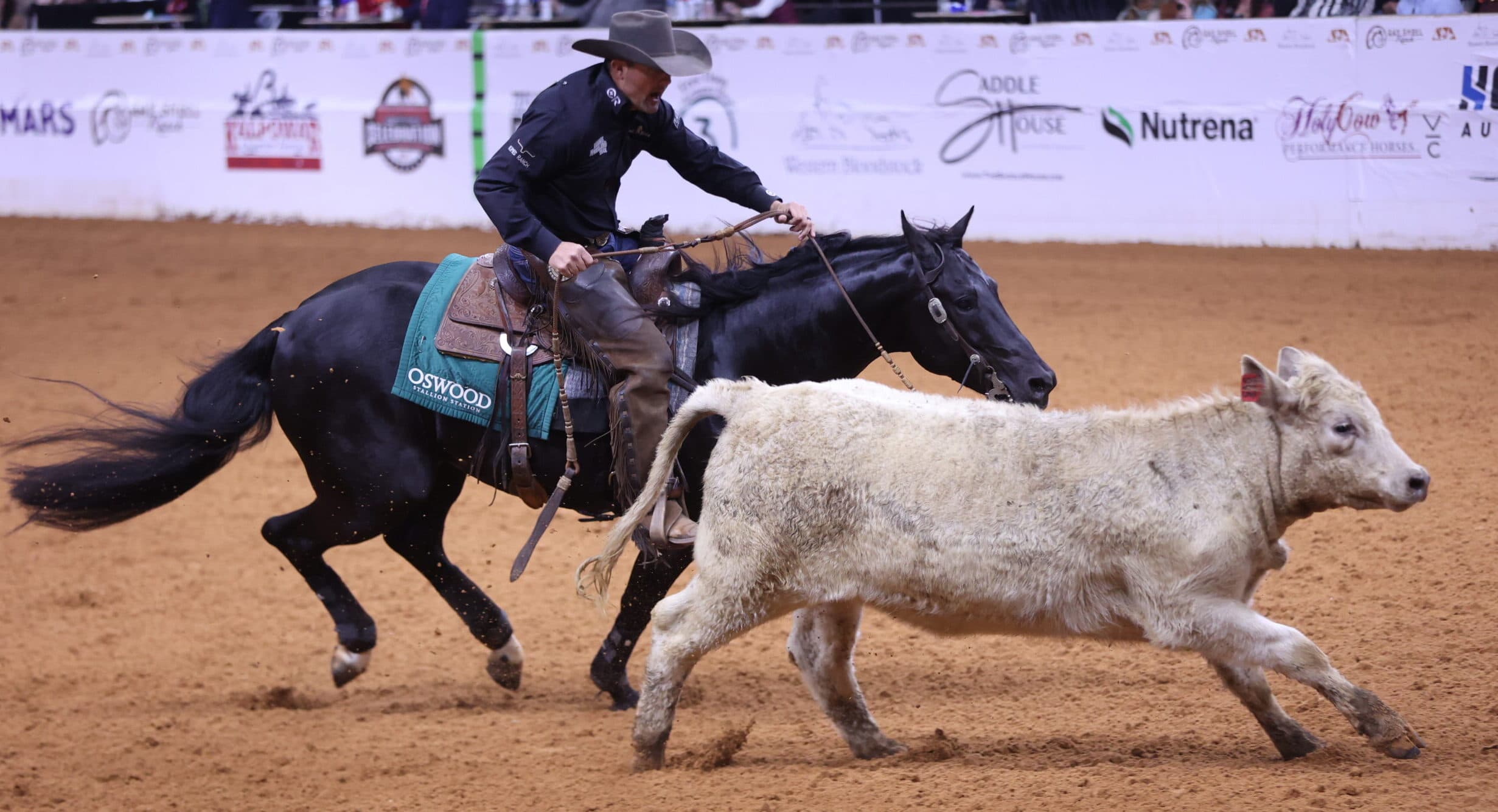 Cowboy in gray hat and chaps rides a black horse with a turquoise Oswood saddle pad, working a white calf in an arena