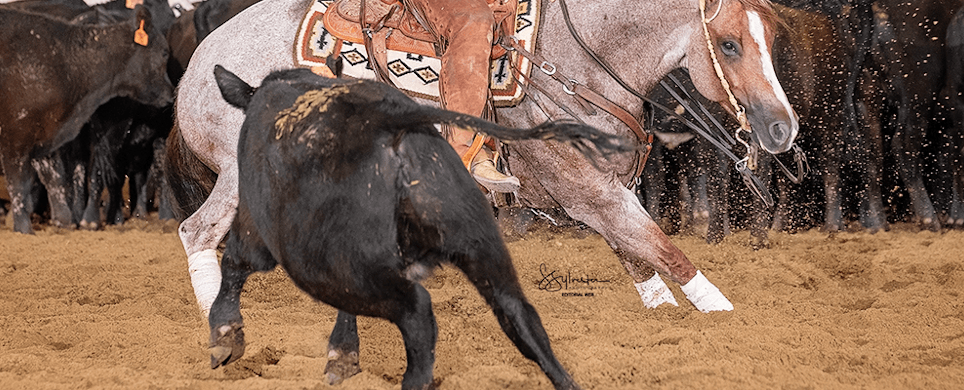 Red roan cutting horse drops low to block a black calf in the arena as the herd stands behind