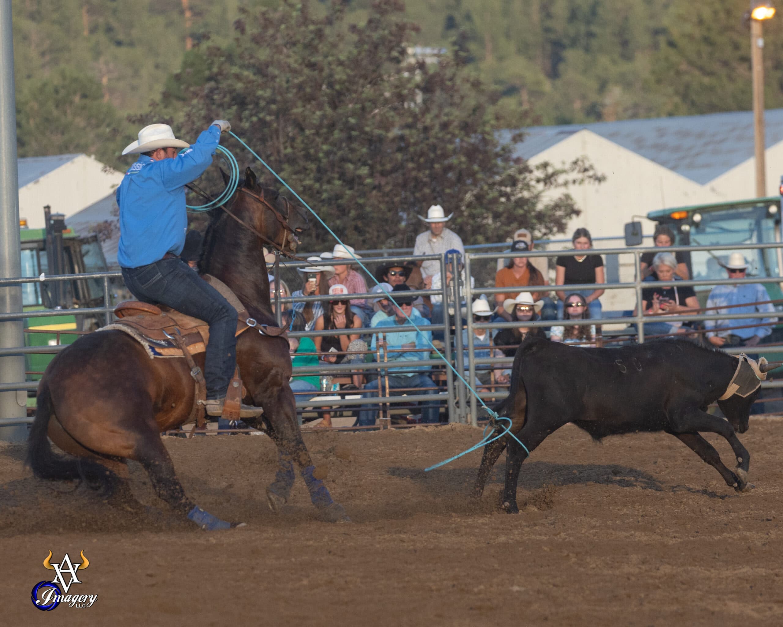 Roper on brown horse swings rope at black steer during team roping event at outdoor rodeo arena with spectators in bleachers