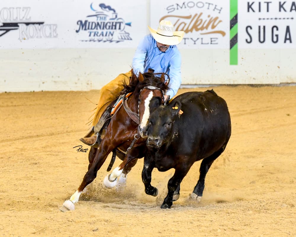 Cutting horse and rider in a cowboy hat and chaps work a black steer, kicking up dirt in an indoor arena