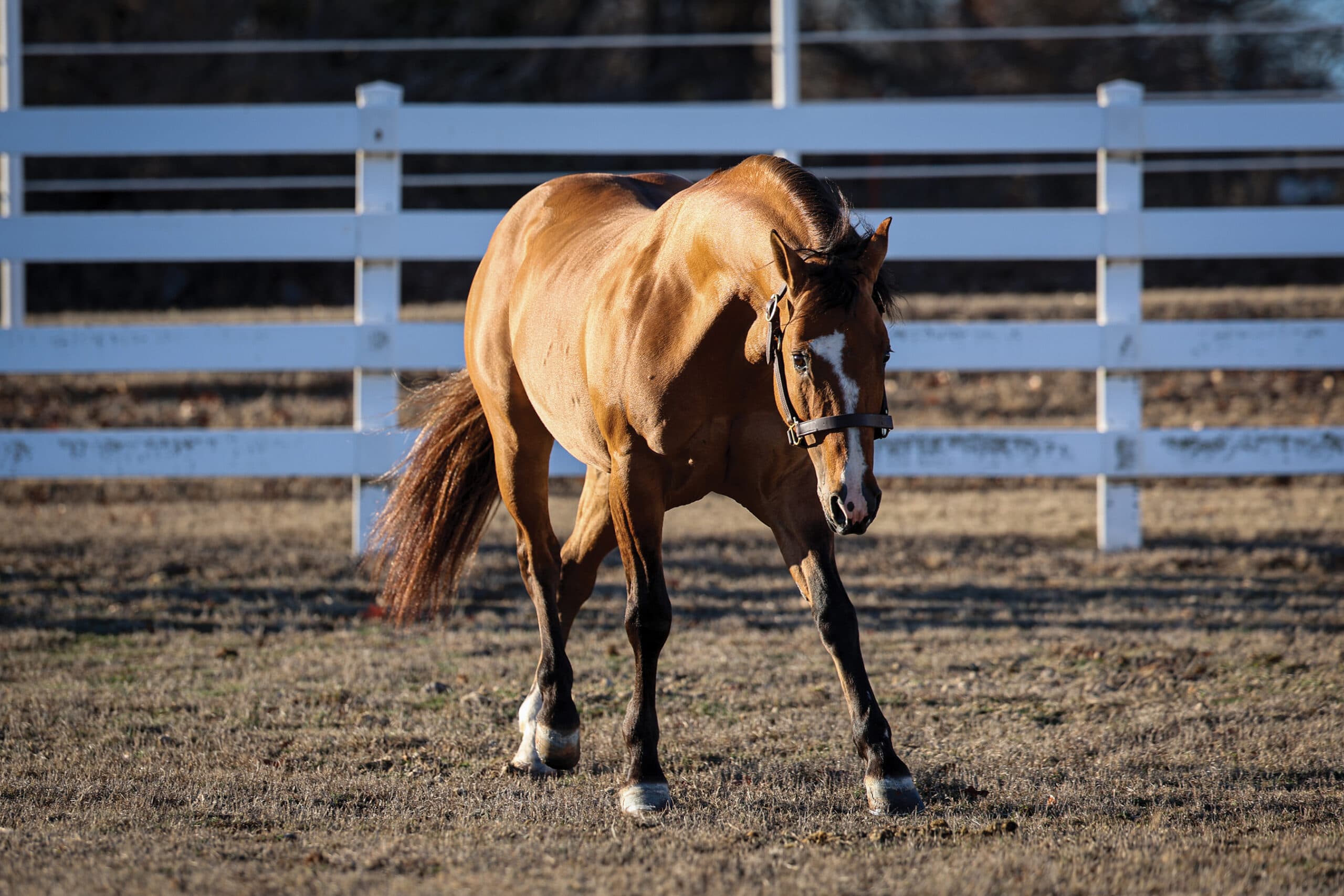 Dun horse with a blaze and leather halter walks through a dry paddock beside a white rail fence in evening light